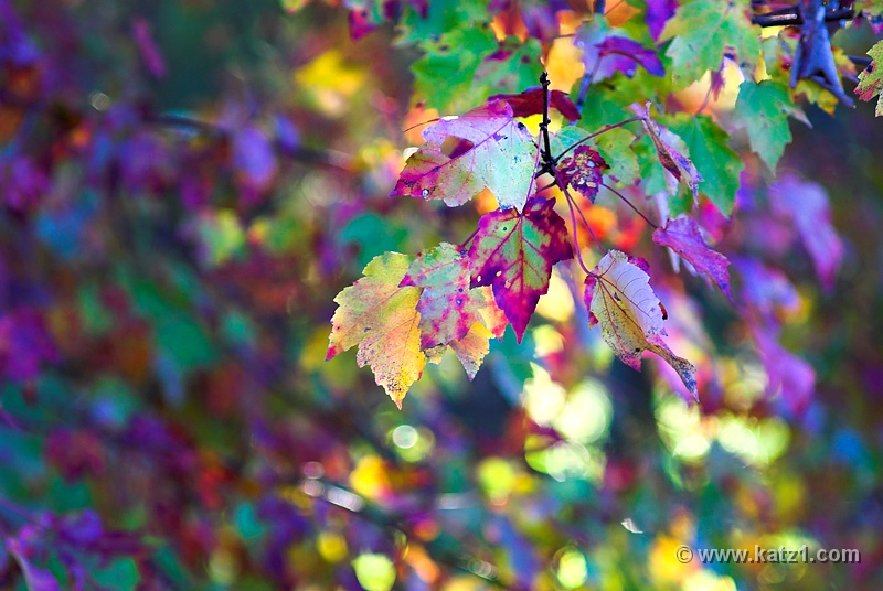 Backyard 1